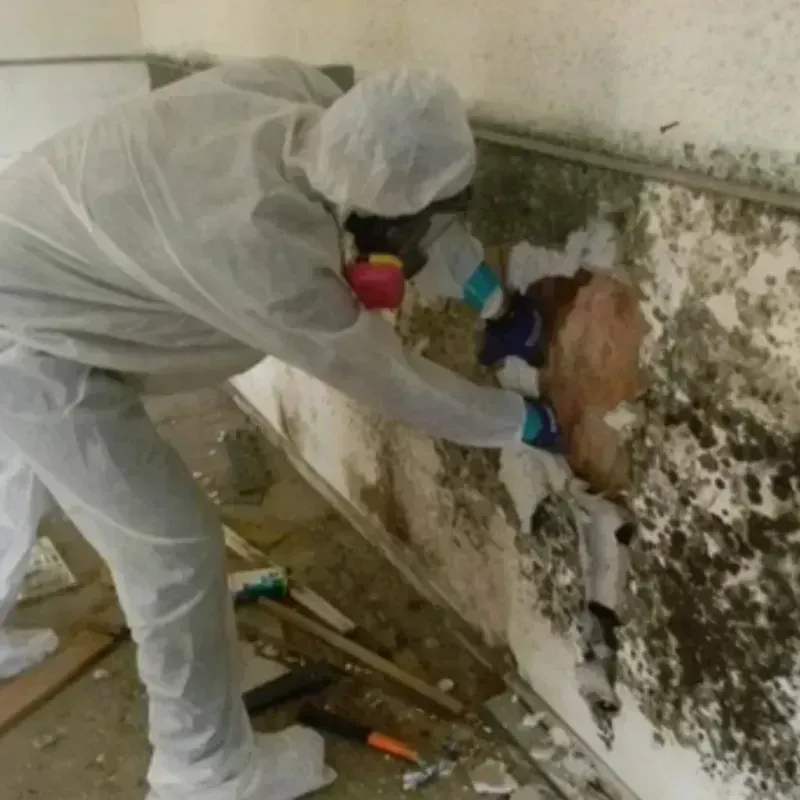 Mold Remediation and Removal in Hayden, ID